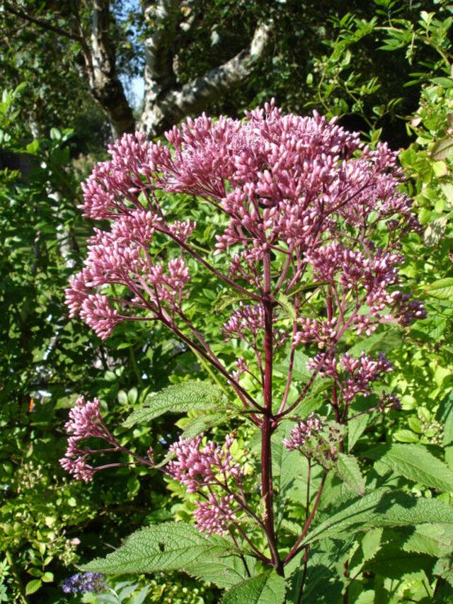 Eutrochium purpureum - Sweet Joe-Pye Weed