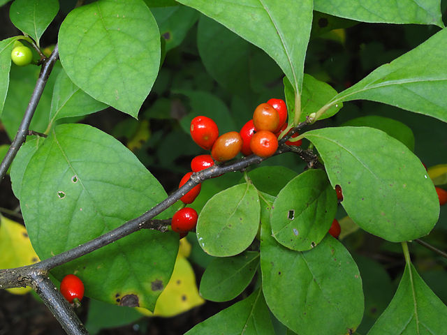 Thumbnail: "Northern Spicebush" - Lindera benzoin