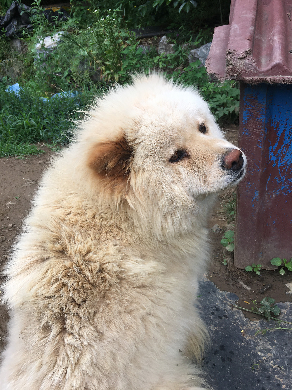 Chowchow