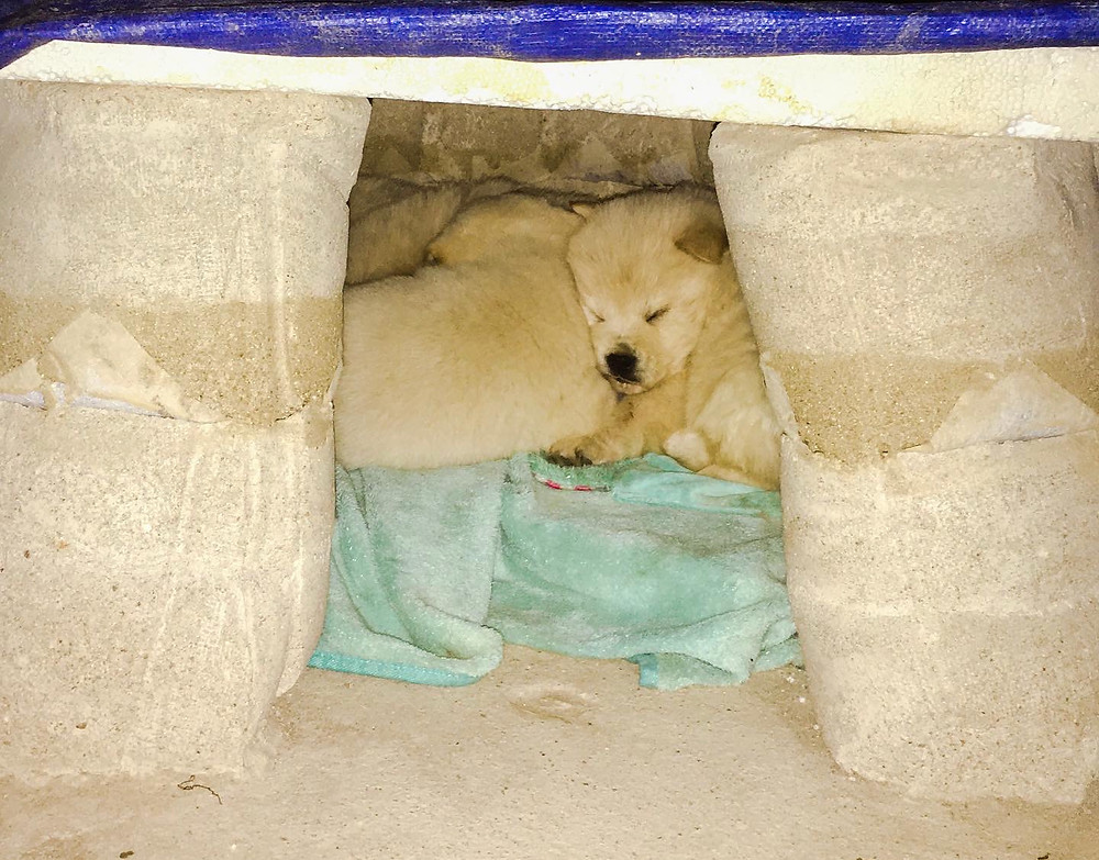 Dog in the fabric formed rammed earth doghouse, fabric formwork