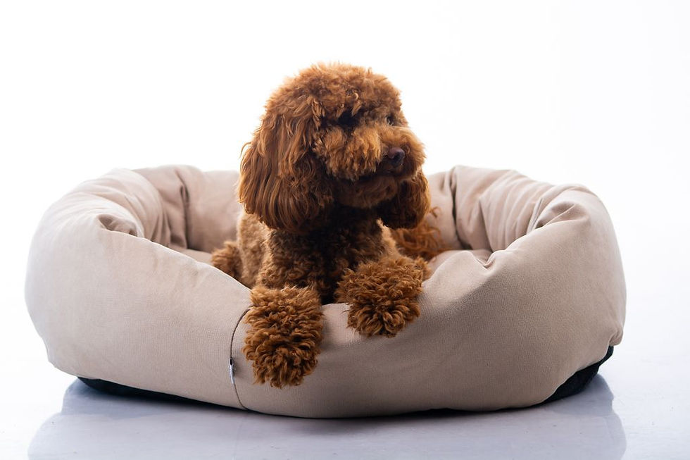 תמונה ממוזערת: מיטה לכלב קטן ובינוני דגם ARIA