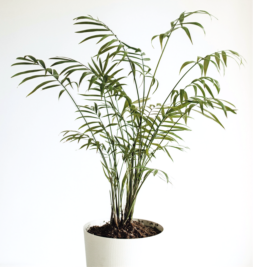 naturopathe lyon 5