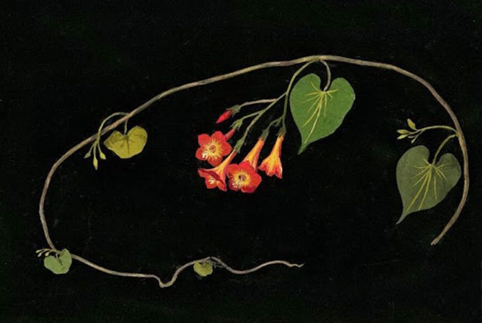 delany-Ipomea-Coccinea-696x466