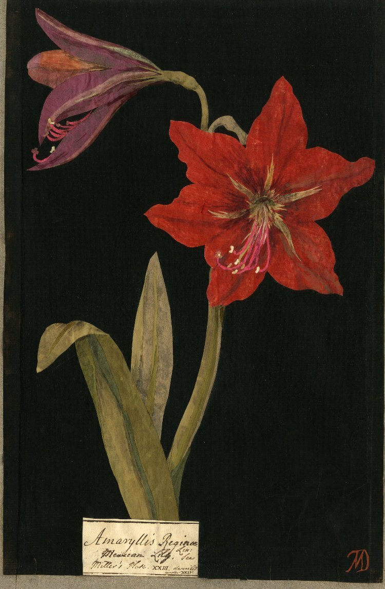 Mary Delany collages-009
