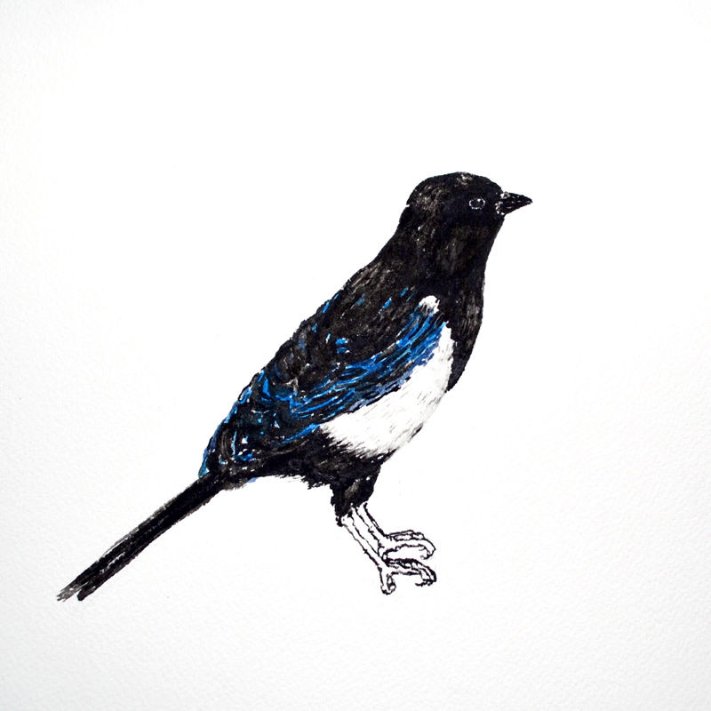 Sofía-Wiñazki-Urraca-pica-pica-Acuarela-sobre-papel-20x20-2500