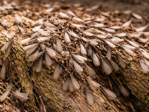 Close-up of a termite swarm on weathered wood during swarming season in California