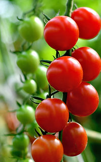 grappes de tomates cerises