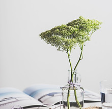 Plant in Glass Bottle