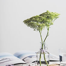 Plant in Glass Bottle