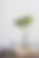 Plant in crystal bottle