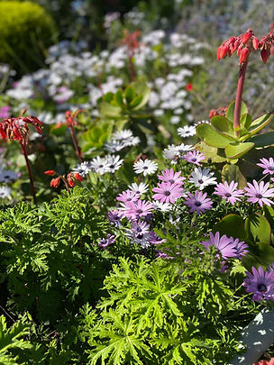 pnh flowers2.jpeg