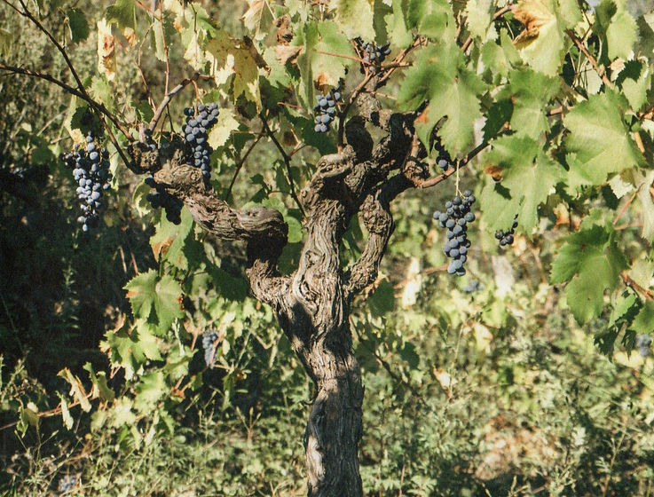 Image_20250630_0001 - kopie.jpg