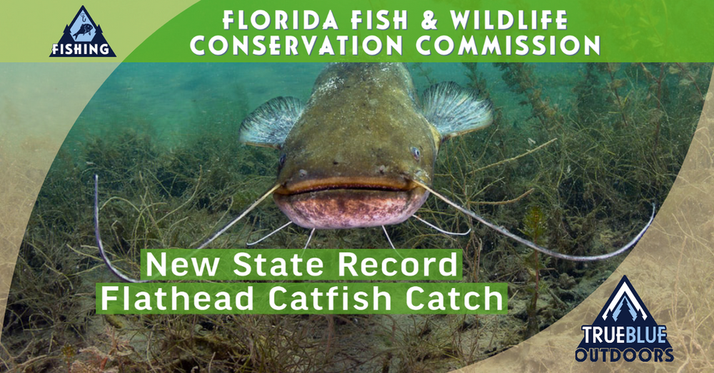 Florida Has A New State Record For Flathead Catfish