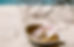title-shell-beach.jpg