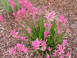 Anigozanthos Pink Beauty