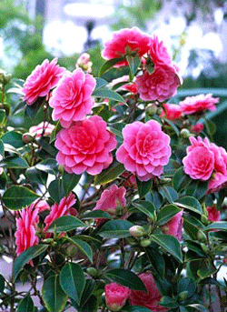 Camellia Mrs. Tingly