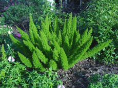 Asparagus Fox Tail