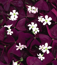 Oxalis Charm Wine