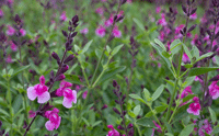 Salvia Greggii Lilac