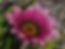 Gazania Pink