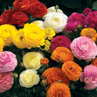 Ranunculus Bloomingdale Mix