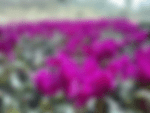 Cyclamen Purple