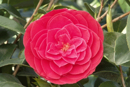 Camellia Tom Knudsen