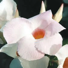 Mandevilla White