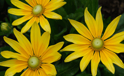 Daisy Gloriosa Hirta