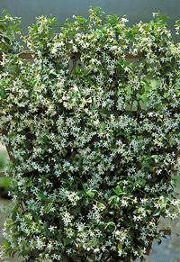 Star Jasmine (Stake)