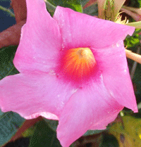 Mandevilla Pink