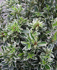 Euonymus Microphilia Variegated