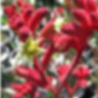 Anigozanthos Ruby Velvet