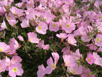 Mexican Evening Primrose