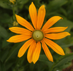 Daisy Gloriosa Irish Eye