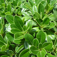 Pittosporum Dwarf