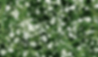 Gypsophila