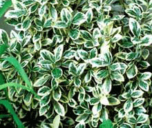 Euonymus Microphilia Silver King