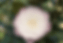 Camellia Pearl
