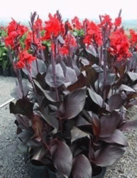 Canna Black