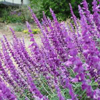 Salvia Leucantha Santa Barbara