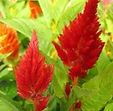 Celosia Kimono Red