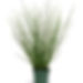 Juncus Twisted Arrows