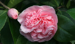 Camellia Debutante