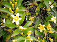 Carolina Jasmine