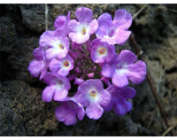 Lantana Lavender