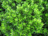 Euonymus Microphilia Green