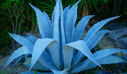 Agave Blue