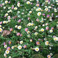 Erigeron Karvinskianus