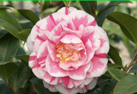 Camellia Jordan's Pride